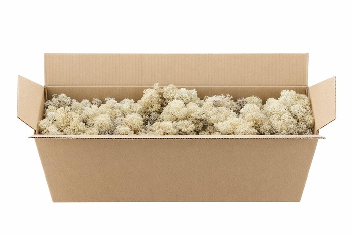 <h4>Mos Reindeer Moss Natural 450gr</h4>