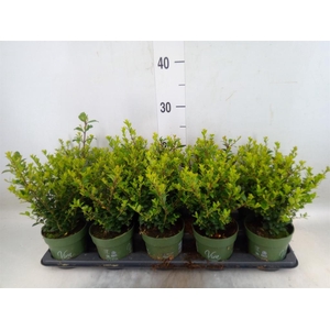 Ilex crenata 'Jenny'