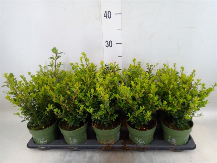 <h4>Ilex crenata 'Jenny'</h4>
