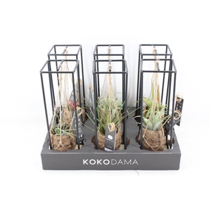 arr3 Kokoplant - Tillandsia industrial