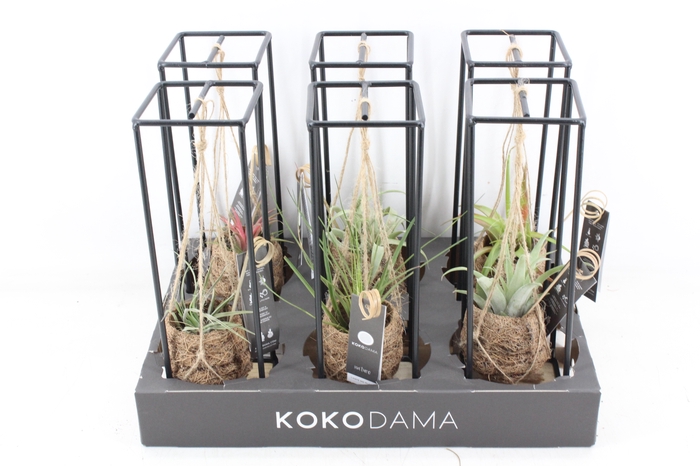 <h4>arr3 Kokoplant - Tillandsia industrial</h4>