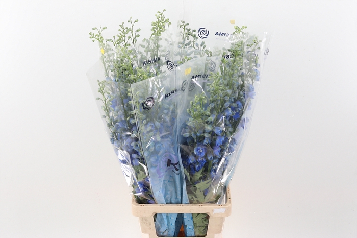<h4>Delph Du C Bl Shades 90cm</h4>