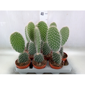 Opuntia