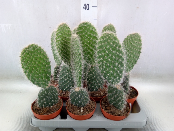 <h4>Opuntia</h4>