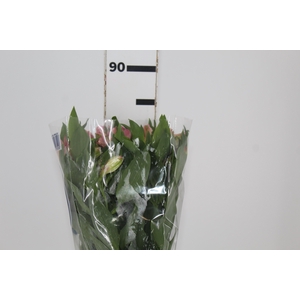 ALSTROEMERIA KITTY 080 CM