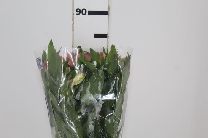 <h4>ALSTROEMERIA KITTY 080 CM</h4>