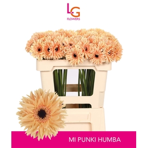 GE MI PUNKI HUMBA