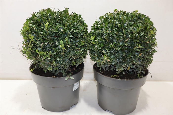 <h4>Buxu Sempervirens</h4>