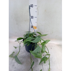 Epipremnum pinn. 'Cebu Blue'