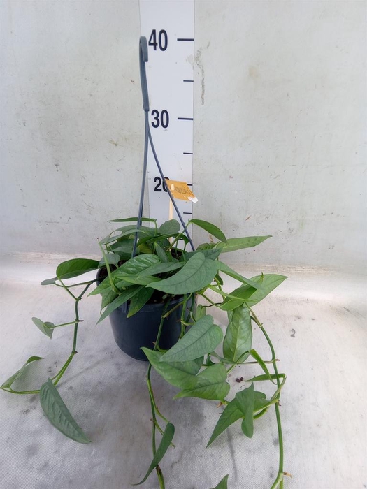 <h4>Epipremnum pinn. 'Cebu Blue'</h4>