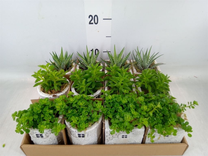 <h4>Arr.   Kamerplant Groen L%</h4>