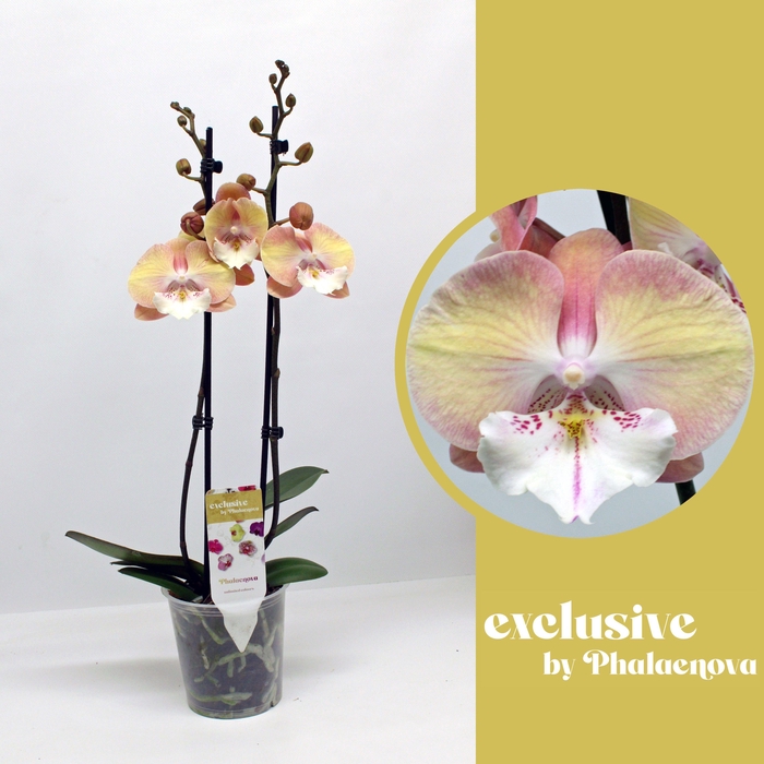 <h4>PHAL OV ORANJE</h4>