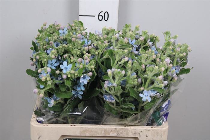 <h4>Oxy Co Tan Pure Blu</h4>