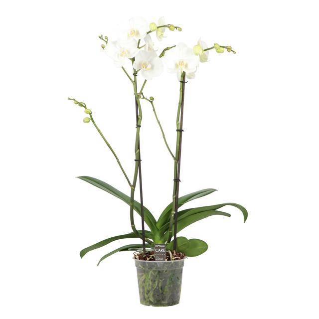 <h4>PHAL OPTI KING P15 WHITE 2 SPIKE</h4>
