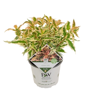 Diervilla Kodiak® 'Mixx'