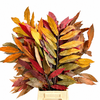 Castagno Preserved Mix (chestnut,kastanje)
