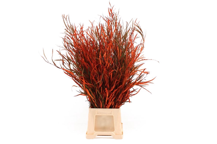 <h4>Grevillea Oranje</h4>