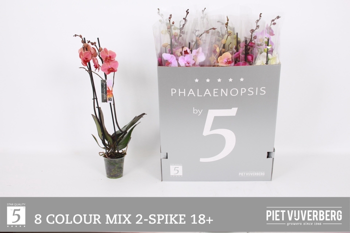 <h4>PHAL GEM 8 KL</h4>