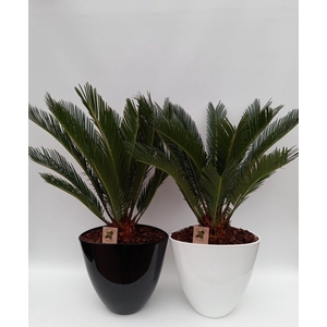 Cycas in turin mix