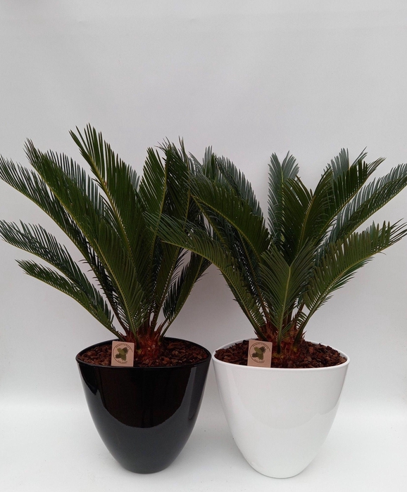 <h4>Cycas in turin mix</h4>