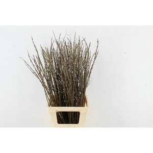 SALIX WILGENKATJES VERTAKT 080CM