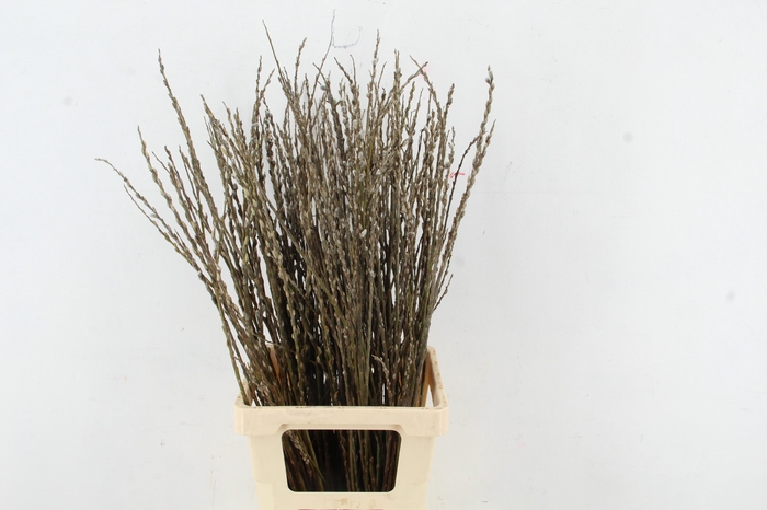 <h4>SALIX WILGENKATJES VERTAKT 080CM</h4>