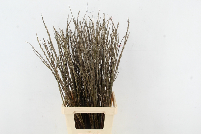 <h4>SALIX WILGENKATJES VERTAKT 080CM</h4>