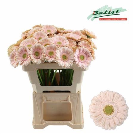 <h4>Ge Mi Alix-noor</h4>