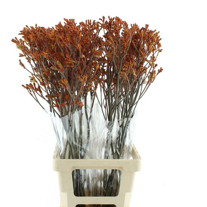 <h4>Anigoz Siena Gold</h4>