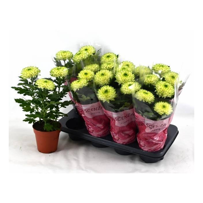 <h4>CHRYS NOVA LIME</h4>