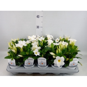 Mandevilla sand. 'Rio White'