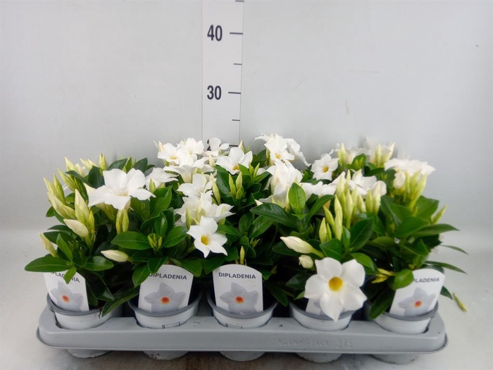 <h4>Mandevilla sand. 'Rio White'</h4>