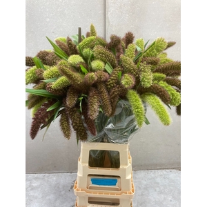 SETARIA ITALICA