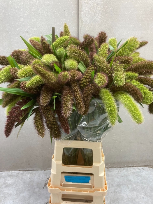 <h4>SETARIA ITALICA</h4>