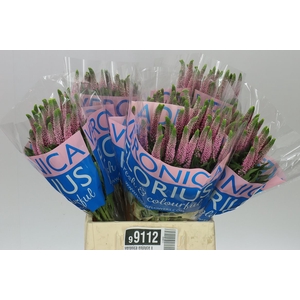 Veronica Enjoyce X 25