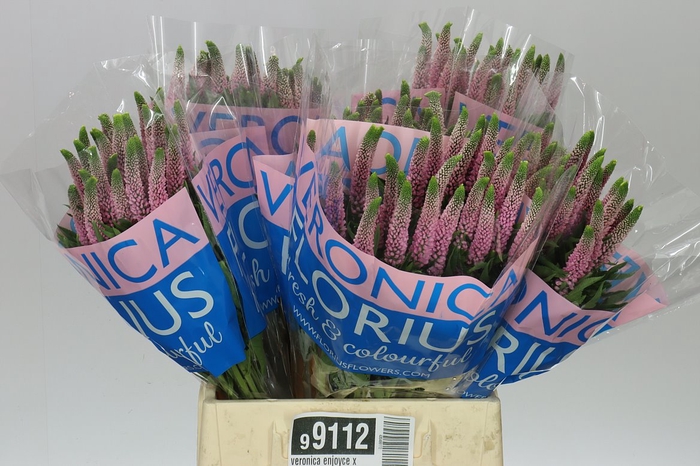 <h4>Veronica Enjoyce X 25</h4>