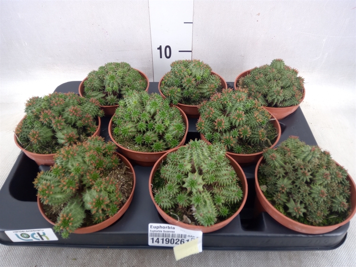 <h4>Euphorbia   ...</h4>