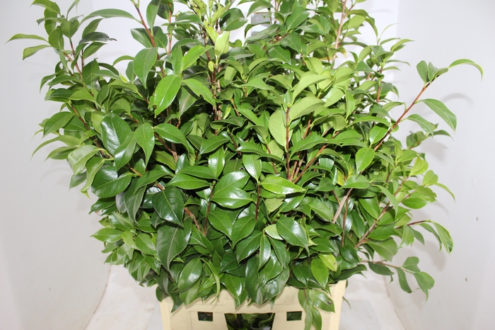 FOLHAGEM CAMELIA