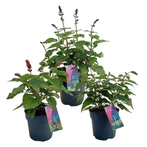 Salvia Salgoon gemengd P17 mix