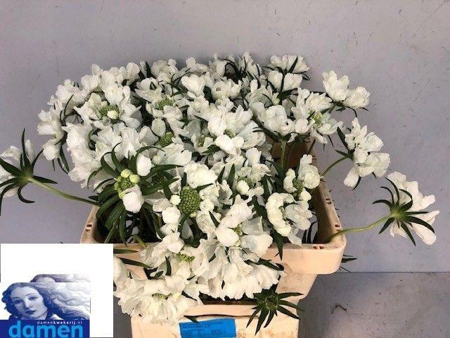 <h4>SCAB C ANNABELLE</h4>