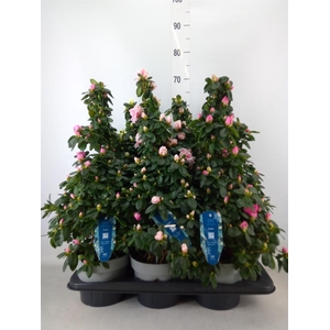 Rhododendron sim. 'Hellmut V' .mix