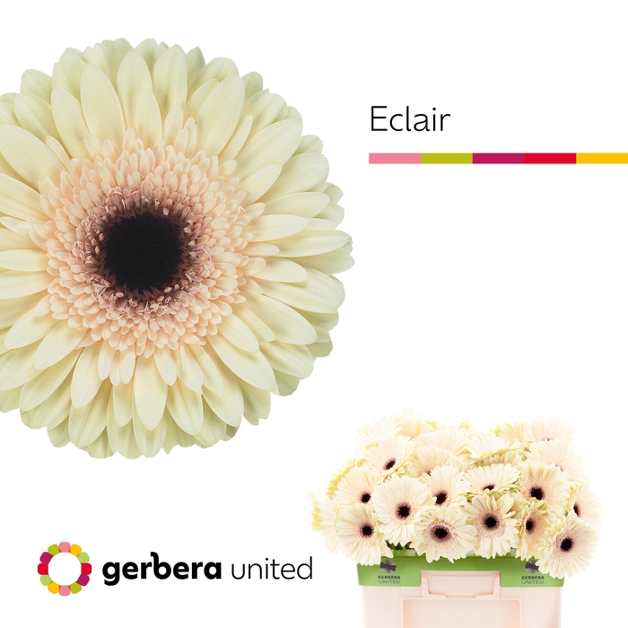 <h4>Gerbera Eclair Water</h4>