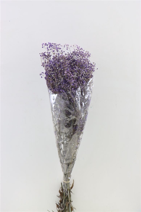 Pres Gyps Dusty Purple Bunch Slv