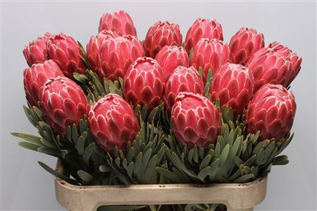 <h4>Protea Venus</h4>