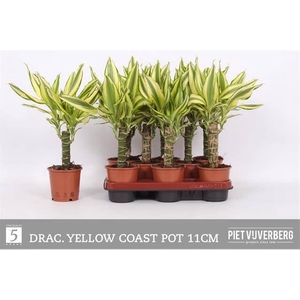 Dracaena frag. 'Yellow Coast'