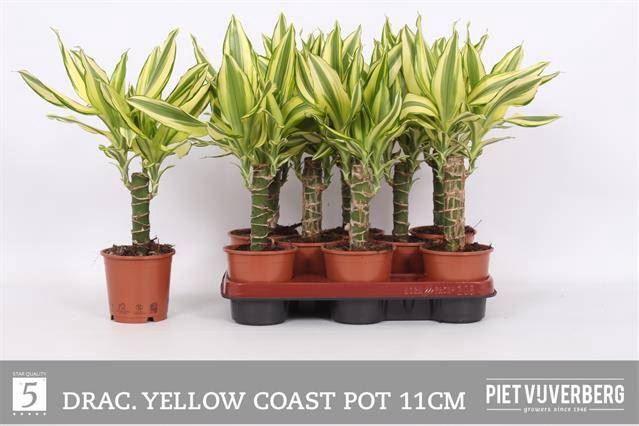 <h4>Dracaena frag. 'Yellow Coast'</h4>