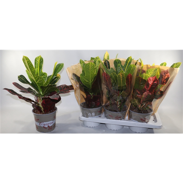 <h4>Croton Excellent 17cm in Vensterhoes"Sunshiners®"</h4>