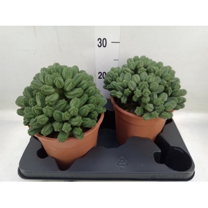 Euphorbia enopla