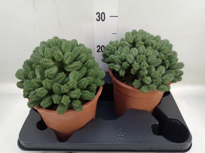 <h4>Euphorbia enopla</h4>