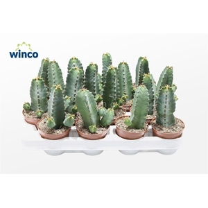 Euphorbia Resinifera